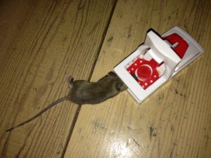 Poor Dutch service leading to a mouse being caught in trap in my apartment